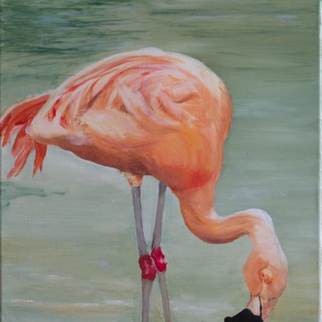 Flamingo