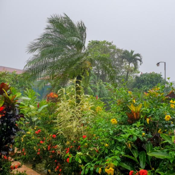 Regen im Paradies