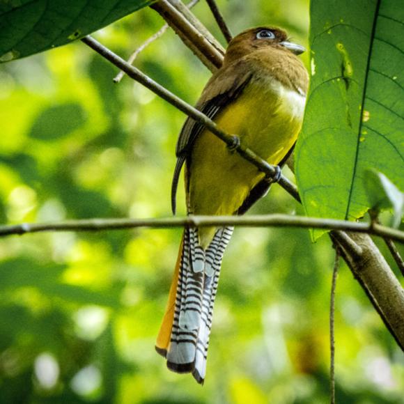 Trogon