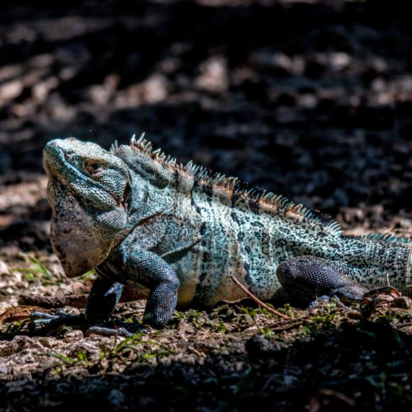 Schwarzer Leguan