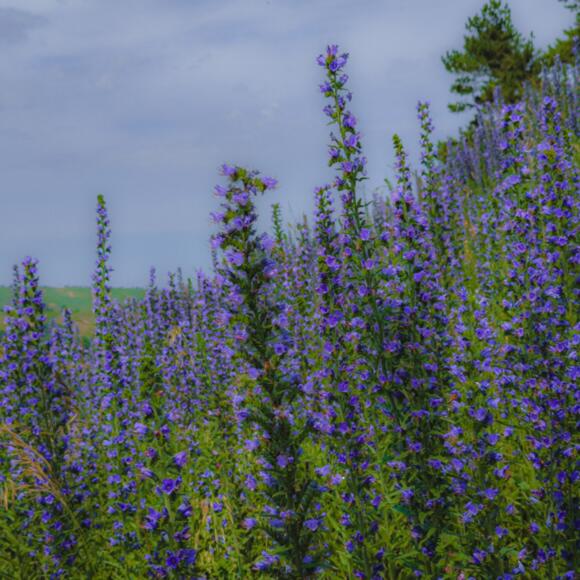 Blumen, unbekannte