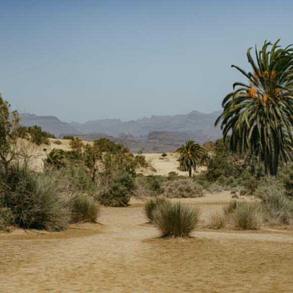 Las Dunas De Maspalomas
