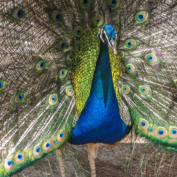 Pfau