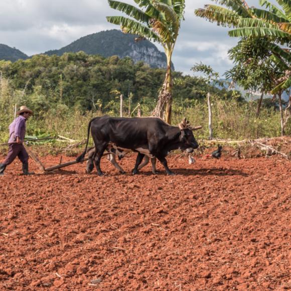 Viñales