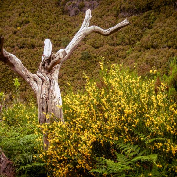 Blüten