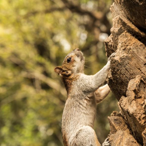 Eichhörnchen