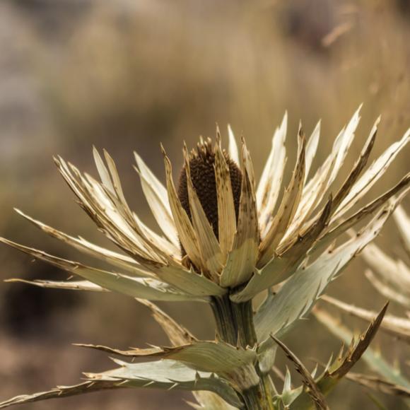 Distel