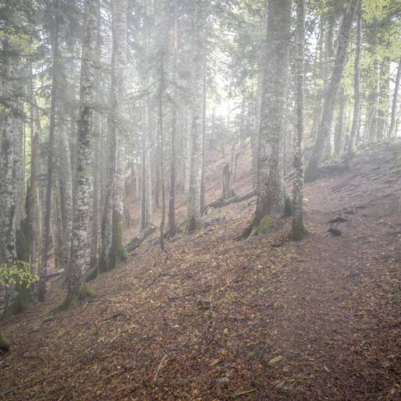 Perućica im Nebel
