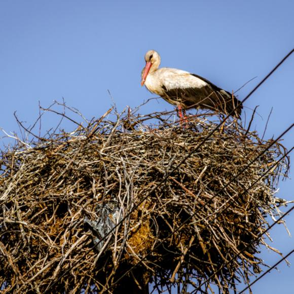 Storch