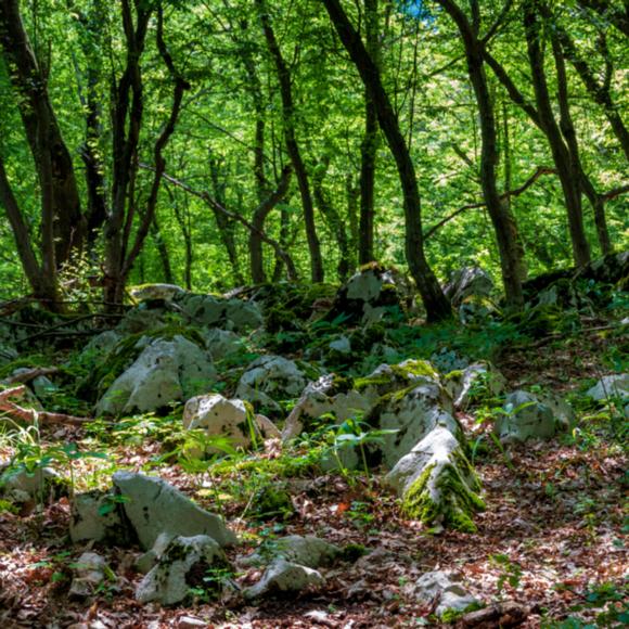 Waldlandschaft