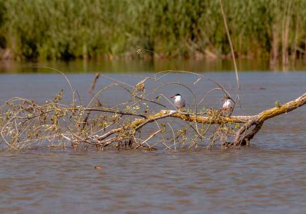 Donaudelta Donaudelta Schilf, Weiden und viel Wasser