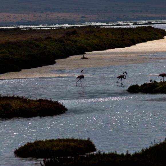 Flamingos